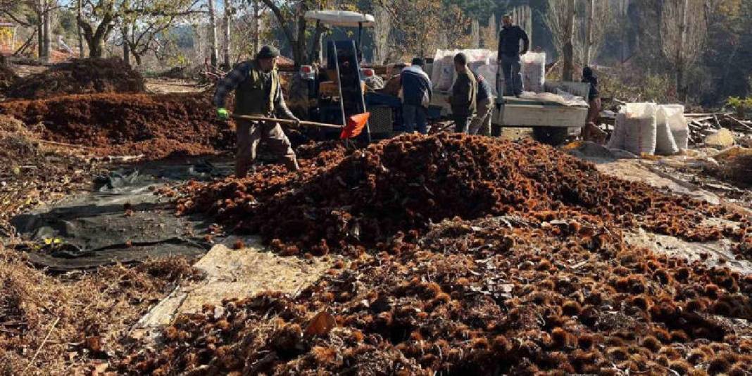 1 ay dinlendi dikenlerinden arındırıldı! Sofra yolculuğu başladı: Alıcılar akın ediyor, ‘Herkes tadına bakmalı’ deniyor 4